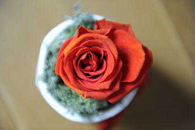 High angle view of rose bouquet