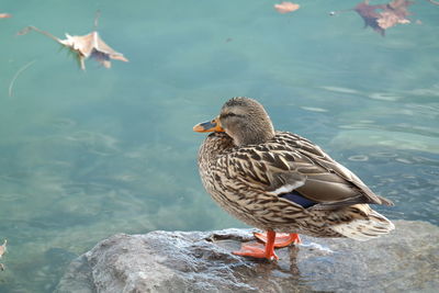 High angle view of mallard duck on rock in lake