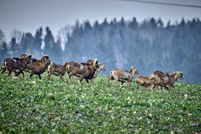 Flock of sheep in a field