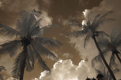 Low angle view of palm tree against sky