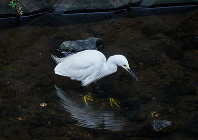 High angle view of white duck in lake