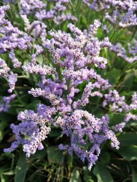 Close-up of purple flowering plant