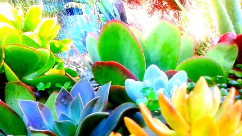 Full frame shot of green leaves