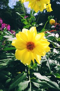 Close-up of yellow flowers blooming outdoors