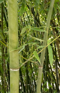 Close-up of bamboo plant on field