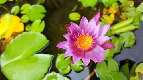 Close-up of pink lotus water lily blooming outdoors