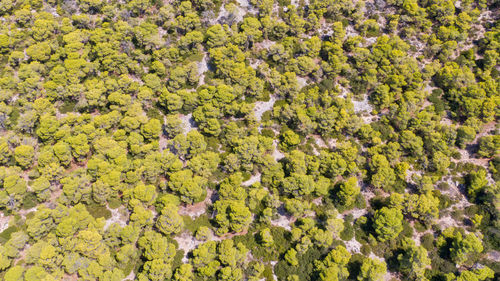 High angle view of trees in forest