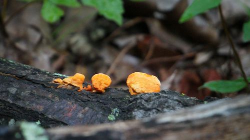 Close-up of leaves on wood