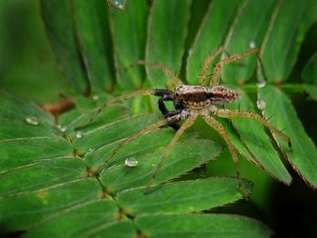 Close-up of insect on leaf