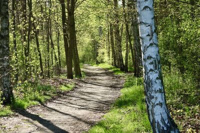 Footpath amidst trees in forest