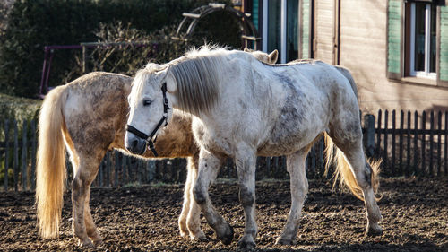 Horses walking in ranch