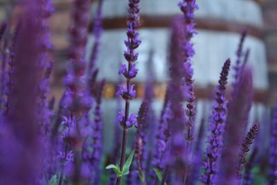 Close-up of purple lavender flowers