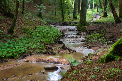 Stream flowing amidst trees in forest