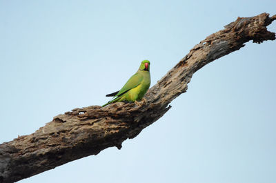 Bird perching on a tree