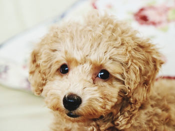 Portrait of toy poodle puppy