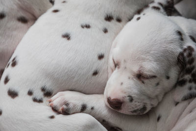 Close up of an adorable and cute little dalmatian puppy dog sleeping