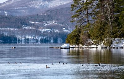 View of birds in lake during winter