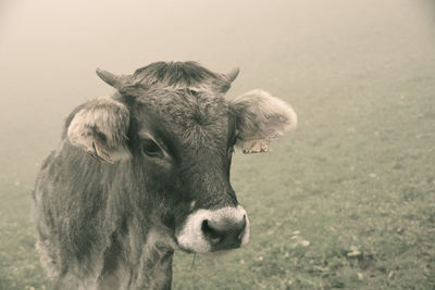 Cow in the fog 