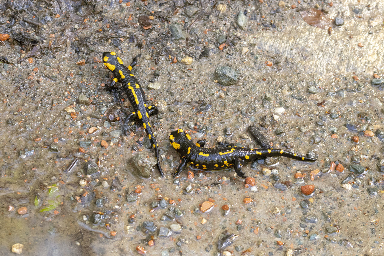 HIGH ANGLE VIEW OF INSECT ON SEA SHORE