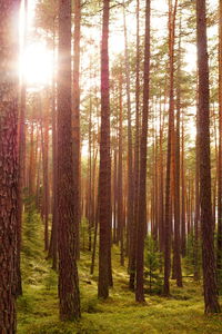 Pine trees in forest
