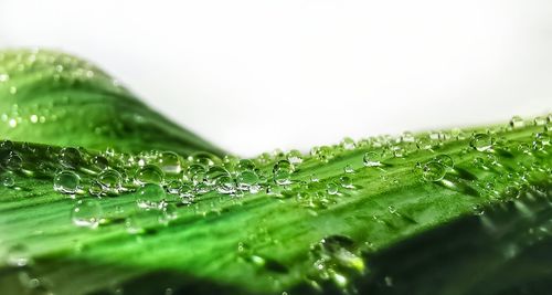 Close-up of raindrops on green leaves during rainy season