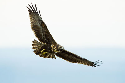 Low angle view of eagle flying against clear sky