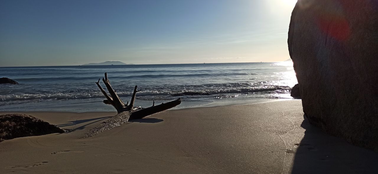 DRIFTWOOD ON BEACH