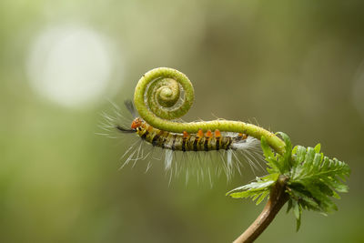 Close-up of caterpillar on leaf