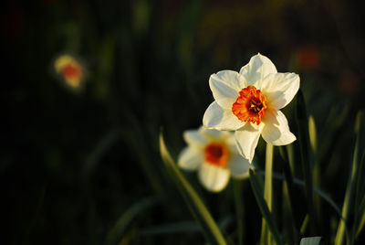 Close-up of white flowers blooming outdoors