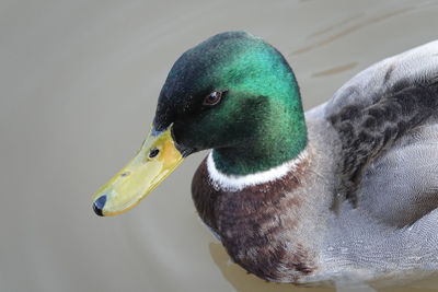 Close-up of a mallard lducks head