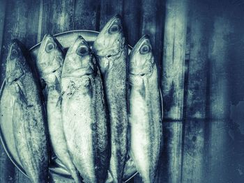 Close-up of fish for sale