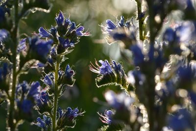 Close-up of purple flowering plants