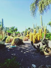 Rear view of cactus plant against clear sky