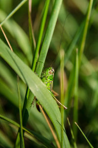 Close-up of insect on plant