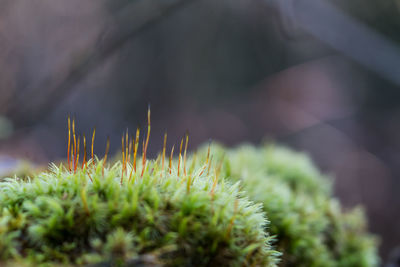 Close-up of moss growing outdoors