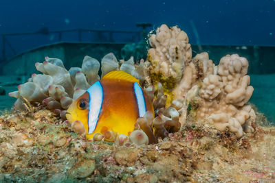 Clownfish in the red sea colorful and beautiful, eilat israel