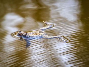 High angle view of turtle in lake