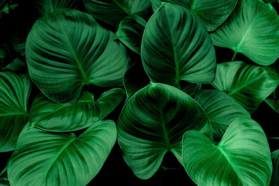 Full frame shot of leaves