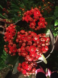 Close-up of red flowering plant