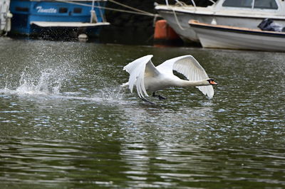 High angle view of bird in lake