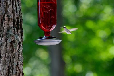 Humming bird mid flight at feeder
