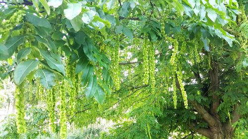 Low angle view of fresh green plants