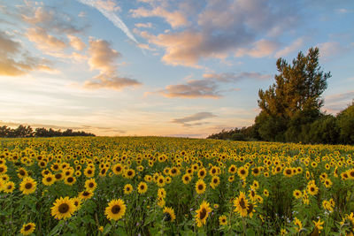 Scenic view of sunflower field against cloudy sky