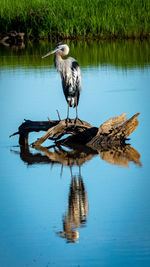 Bird perching on driftwood in lake