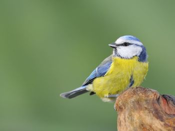 Close-up of bird perching