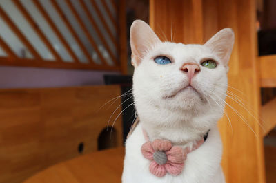 Close-up portrait of a cat