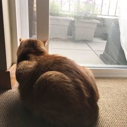 Cat resting on a window