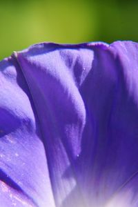 Close-up of flowers against blue sky