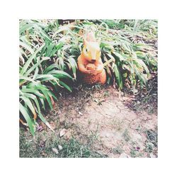 Plants growing on field