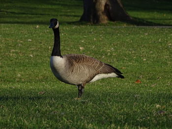 High angle view of bird on field